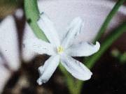 Chionodoxa lucilliae alba